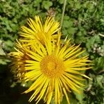 Inula helenium Kvet