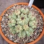 Euphorbia pulvinata Облик