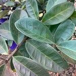 Eugenia klotzschiana Hoja