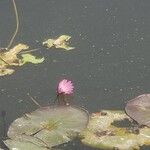 Nymphaea micrantha Liść