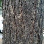 Pseudotsuga menziesii Kéreg/szár