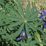 Lupinus digitatus Blad