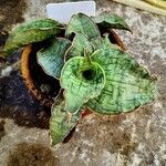 Sansevieria scimitariformis Leaf