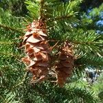 Pseudotsuga menziesii Fruit