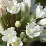 Allium pallens