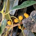 Ficus rubiginosa Gyümölcs