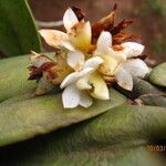 Calyptrochilum emarginatum Λουλούδι