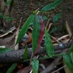 Oplismenus compositus Leaf