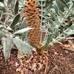 Encephalartos horridus Hábitos