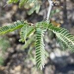 Prosopis velutina Hoja