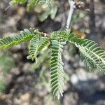 Prosopis velutina पत्ता