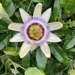 Passiflora caeruleaᱵᱟᱦᱟ