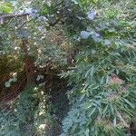 Sambucus nigra Habit