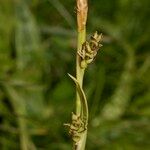 Carex vaginata Meyve