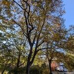 Betula alleghaniensis Habit