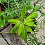 Euphorbia stygiana Hoja