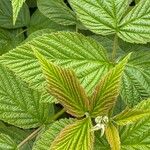 Rubus idaeusLeaf