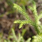 Lycopodiella cernua Leaf