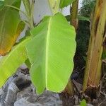 Musa acuminata Feuille