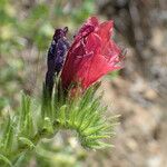 Echium creticum Flor