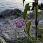 Stenaria nigricans Fleur