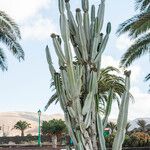 Euphorbia murielii Folha