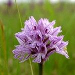 Neotinea tridentata Flower