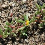 Portulaca halimoides موطن