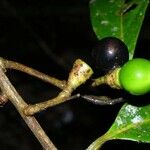 Ocotea leucoxylon Fruit