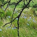 Delphinium leroyi Hàbitat