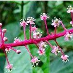 Phytolacca rivinoides Λουλούδι