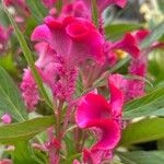 Celosia argenteaFloare