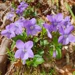 Viola riviniana Λουλούδι