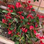 Begonia coccinea Květ