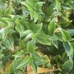 Sarcococca pruniformis Fuelha