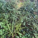 Allium siculum Leaf