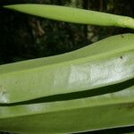 Marcgravia brownei Hoja