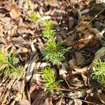 Tagetes foeniculacea Yaprak