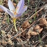 Crocus cancellatus ফুল