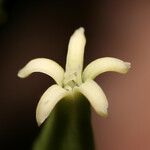 Carica microcarpa Flower