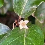 Elaeagnus pungens Flor