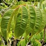 Toxicodendron succedaneum Leaf