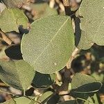 Dalbergia melanoxylon Лист