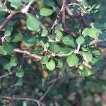 Corokia cotoneaster Leaf