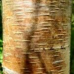 Betula ermanii Corteccia