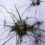 Carex digitata Vekstform