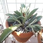 Kalanchoe tomentosaLeaf