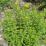 Tagetes lucida عادت داشتن