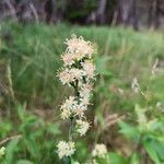 Solidago bicolor Flower