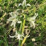 Ornithogalum boucheanum Blüte